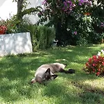 Oaza Mira 아파트 *
