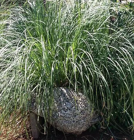 Oaza Mira Apartment *