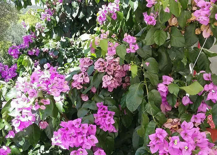 Oaza Mira Apartamento *