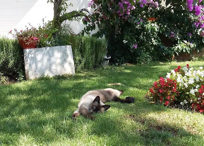 Oaza Mira Apartamento *