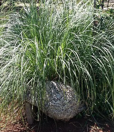 Oaza Mira דירה *